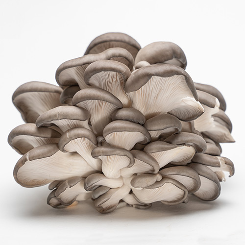 oyster mushroom