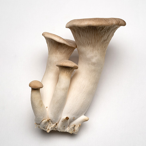 king trumpet mushroom