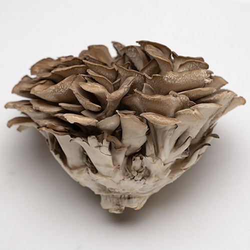 maitake mushroom