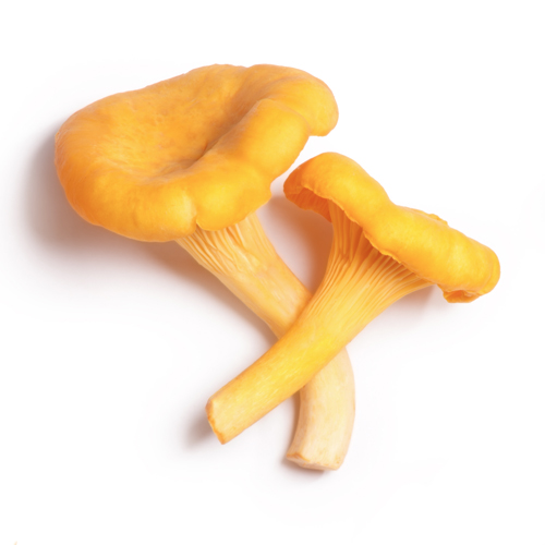 chanterelle