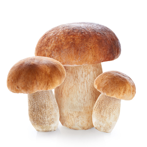 porcini